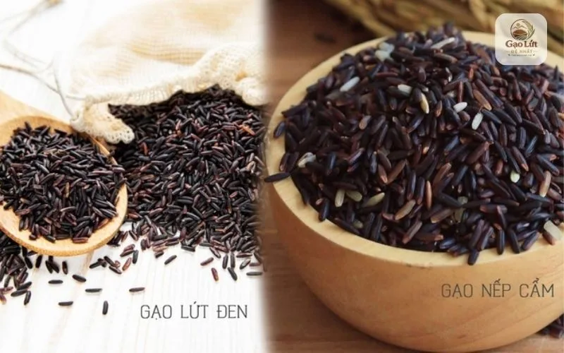 Phân biệt gạo lứt đen và gạo nếp cẩm qua màu sắc và kết cấu hạt.